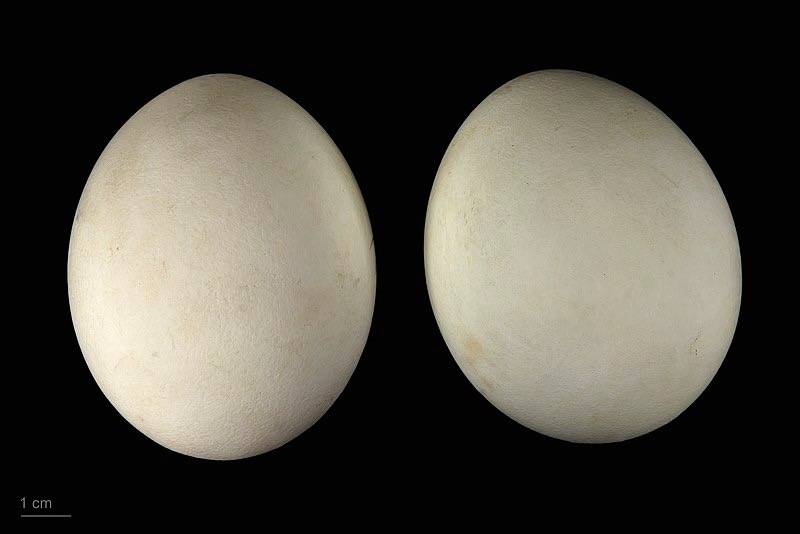 Eggs of bald eagle Two specimens of the same spawn; collection of Jacques Perrin de Brichambaut. https://en.wikipedia.org/wiki/en:Muséum_de_Toulouse https:/creativecommons.org/licenses/by-sa/4.0/deed.en